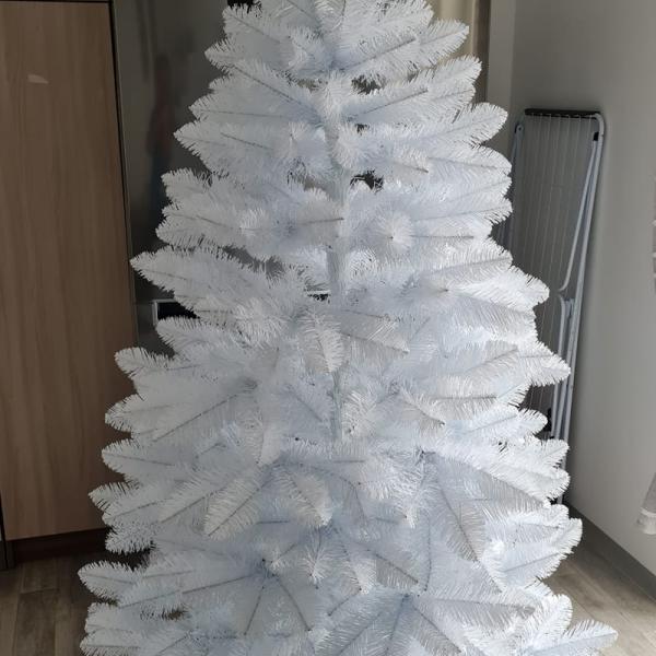 Borovice bílá (2020)