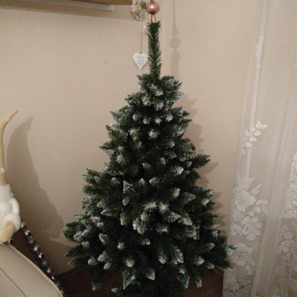 Borovice stříbrná 150 cm (2021)
