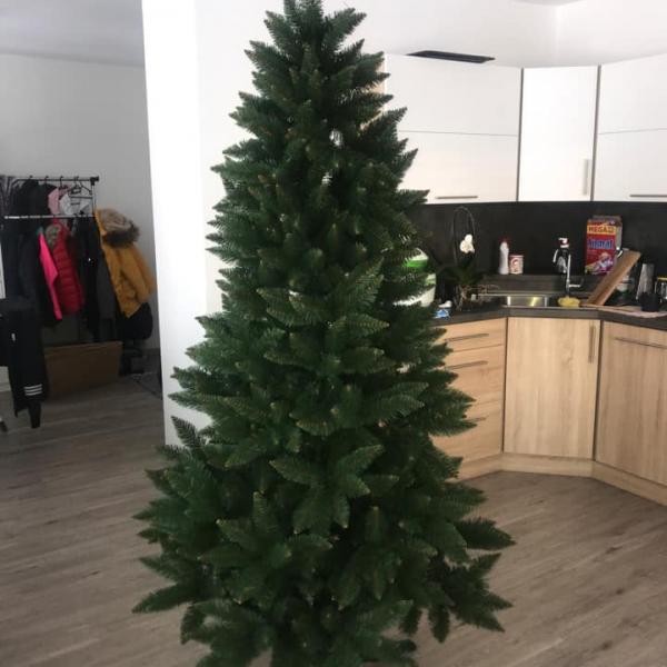 Smrk kavkazský 220 cm (2021)